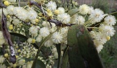 Acacia fasciculifera