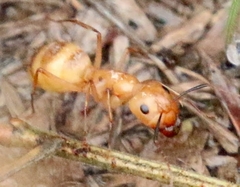 Camponotus festinatus