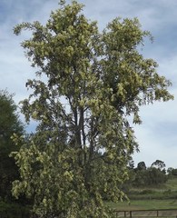 Acacia fasciculifera