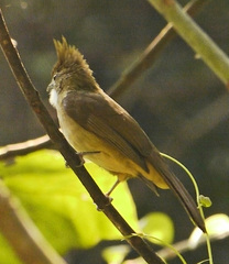 Alophoixus ochraceus