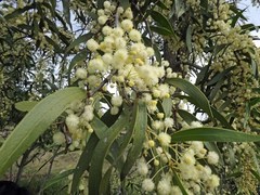 Acacia fasciculifera
