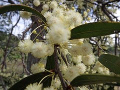 Acacia fasciculifera