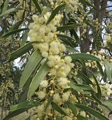 Acacia fasciculifera