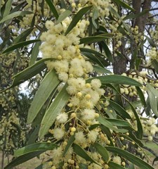 Acacia fasciculifera