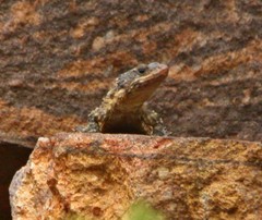 Smaug breyeri