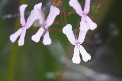 Stylidium pilosum