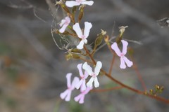 Stylidium pilosum