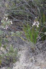 Stylidium pilosum
