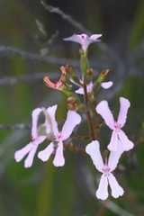 Stylidium pilosum