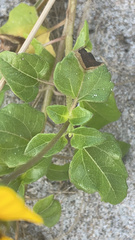 Helianthus debilis