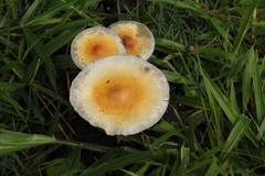 Psilocybe cubensis