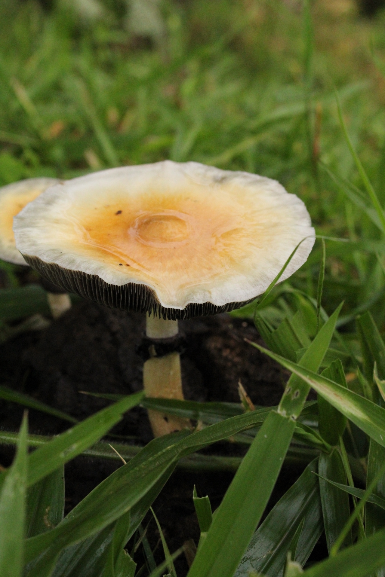 Psilocybe cubensis Cap