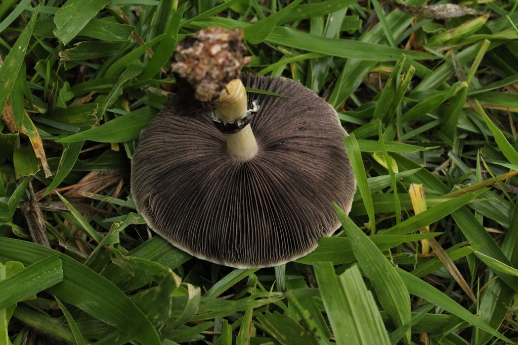 Psilocybe cubensis Habitat