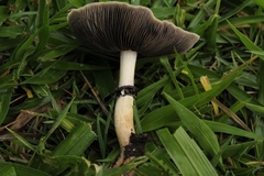 Psilocybe cubensis