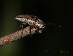 Neodillonia albisparsa