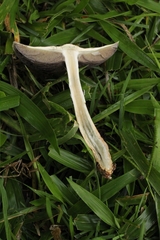 Psilocybe cubensis