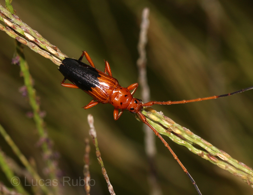 Oxymerus chevrolatii