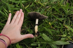 Psilocybe cubensis