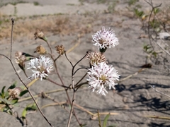 Palafoxia lindenii