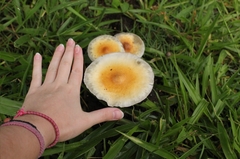 Psilocybe cubensis