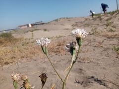 Palafoxia lindenii