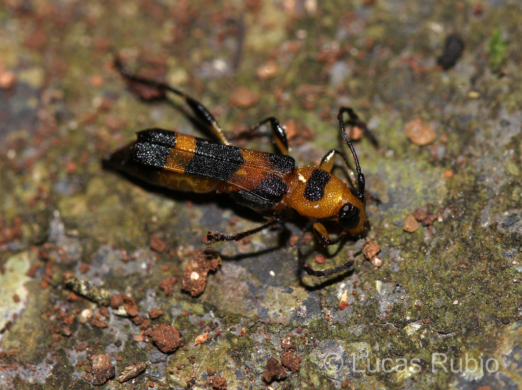 Stultutragus poecilus