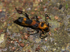 Stultutragus poecilus