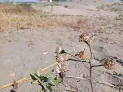 Palafoxia lindenii