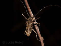 Macropophora accentifer