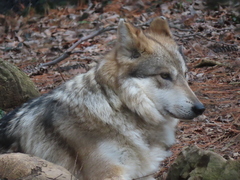 Canis lupus baileyi