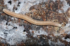 Siphonophorida
