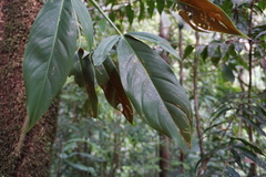 Philodendron tripartitum