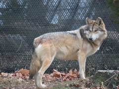 Canis lupus baileyi