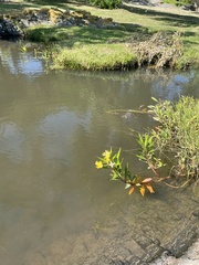 Ludwigia elegans