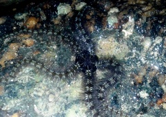 Ophiothrix