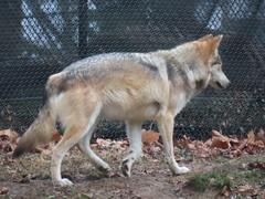 Canis lupus baileyi