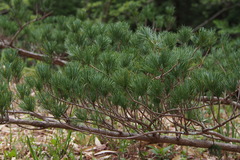 Pinus parviflora