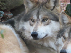 Canis lupus baileyi