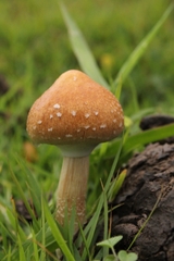 Psilocybe cubensis