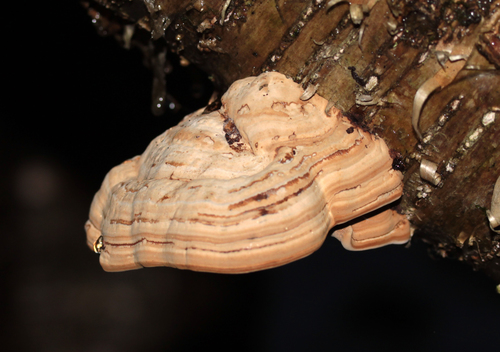 Tikroji pintis nuotrauka