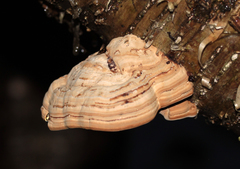 Hoof Fungus