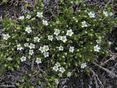 Arenaria serpens