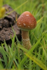 Psilocybe cubensis