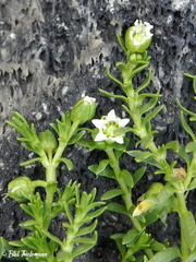 Arenaria serpens