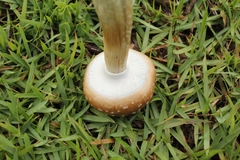 Psilocybe cubensis