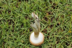 Psilocybe cubensis