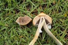 Psilocybe cubensis