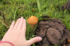 Psilocybe cubensis