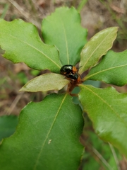 Lamprolina simillima