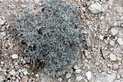 Astragalus sericoleucus